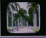 Avenue of Royal Palms. Buitenzorg Java.
