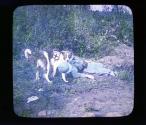 Red Cross Dog and Soldier for whom he got help.