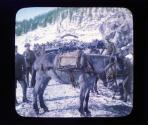 How Italian Guns are carried up the steep narrow paths.
