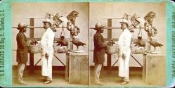 Butcher's Stall in Charleston Market-Buzzards Enjoying their Morning Meal.