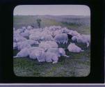 Bargains in sheep at the Georgemas fair, near Thurso.