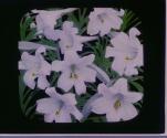 Consider the lilies how they grow.