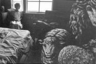 Marilynn and the Sheep