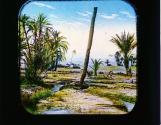 Oasis de Biskra. Sahara.