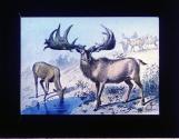 Yellowstone Deer. Yellow Stone Park.
