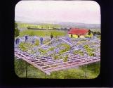 California Grape Vineyard