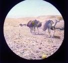 Syria, Caravan crossing Desert