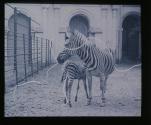 Zebra mit Jungtier