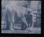 Elefant