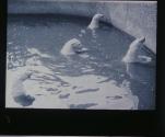 Eisbaren im Wasser