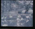 Flamingos
