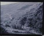 Weinberge bei Altenahr.