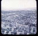 Vineyards & Olive Groves around