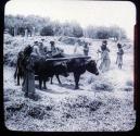 Threshing Floor, Samaria
