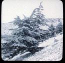 Cedars of Lebanon near Baruk.