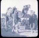 A Camel
