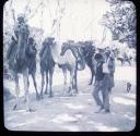 Camels approaching Jaffa.