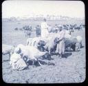 Flocks in the Fields. Memphis.