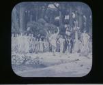 The Daphnephoria-Grecian Procession