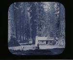 Mariposa Grove, Cal. General View at the cabin.