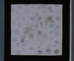 [Glass slide: fish scales glued to glass]