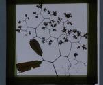 [Glass slide: Botanical specimen pressed between glass]