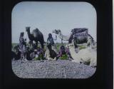 Camels on Syrian Desert