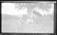 Josephine Dickman, Eleanor Eastwood, and man under tree, Wyoming Trip