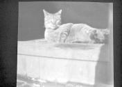 [Cat]