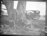 Cheetahs at Indian duka, Narok, African Safari