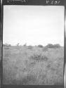 Giraffe on Plain, African Safari