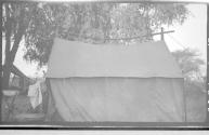 Tent pitched under a tree, African Safari