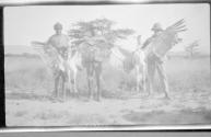Greater Bustards, African Safari