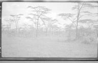 View of countryside, African Safari