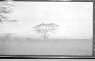 View of a savannah, African Safari