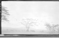 View of countryside, African Safari