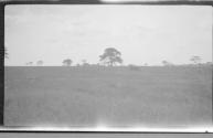 View of a savannah, African Safari