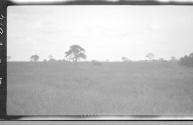 View of a savannah, African Safari