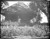 Thatched hut, African Safari