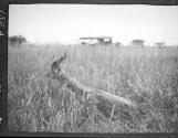 Gerunuk - shot by George Eastman, African Safari