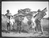 Greater bustard, African Safari