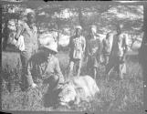 George Eastman with dead lion, African Safari