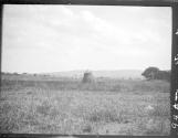 View of a savannah, African Safari