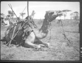 Loading camels at Lasamis, African Safari