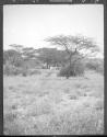 View of camp, African Safari