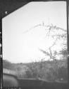 View of countryside, African Safari