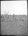 Africans with shields and spears, African Safari