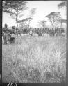 Lumbwa spearsmen with speared buffalo - Guermetti, African Safari