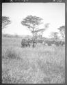 Lumbwa around dead buffalo. Gurumetti Plains, African Safari