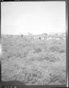 Herd of animals, African Safari
